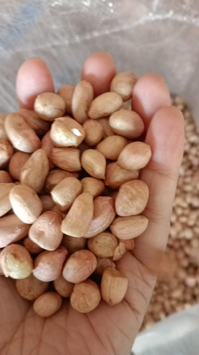 花生米白花花生鲁花生米海花生米油料米