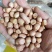 花生米白花花生鲁花生米海花生米油料米