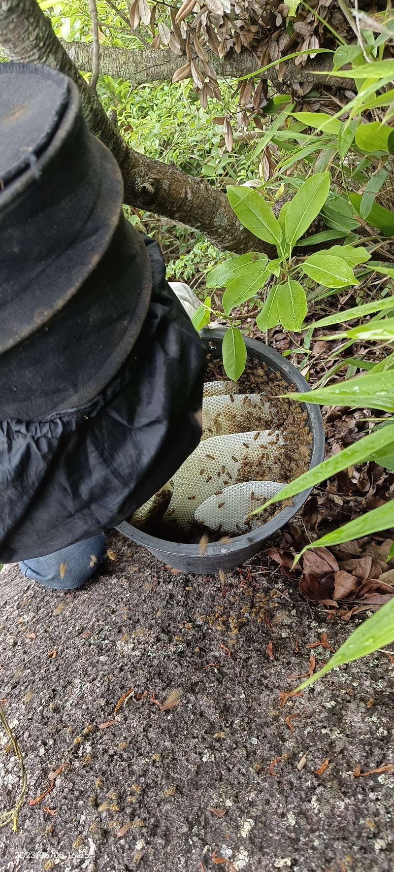 野生蜂蜜
