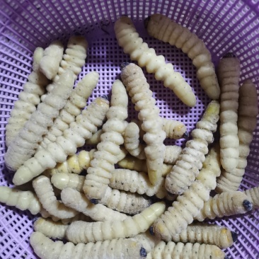 木虫—冰鲜木虫，大个头，一斤30条