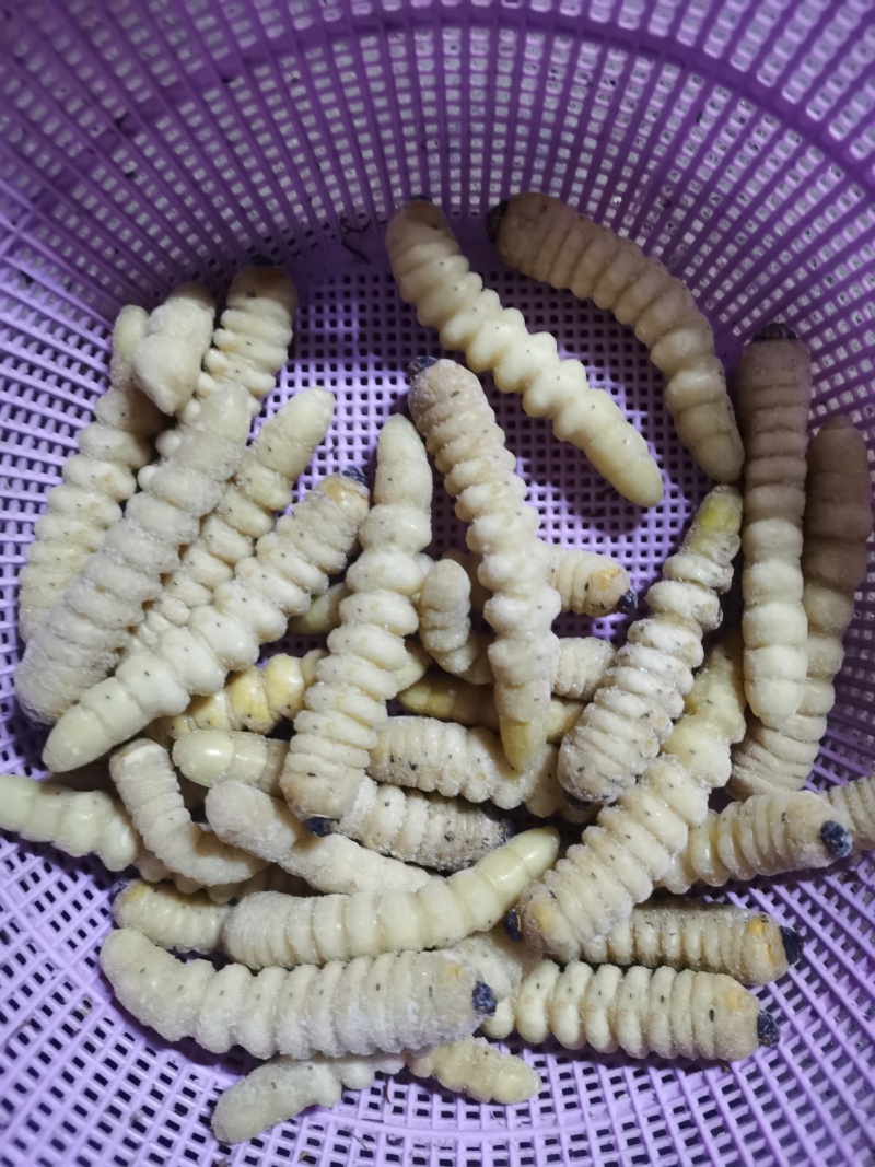 木虫—冰鲜木虫，大个头，一斤30条