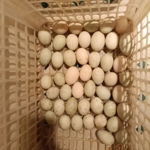 鸭蛋
