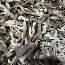 鹿茸菇瓶栽精品鹿茸菌