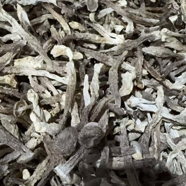 鹿茸菇瓶栽精品鹿茸菌