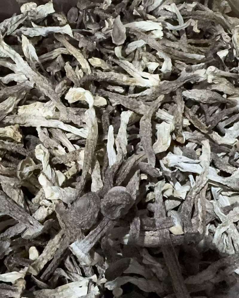 鹿茸菇瓶栽精品鹿茸菌