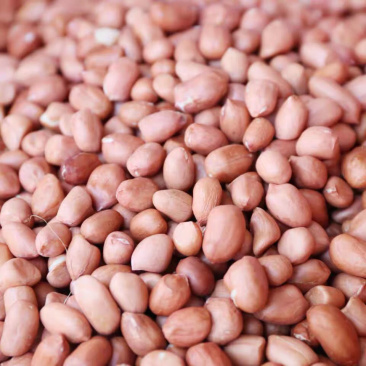 花生🥜