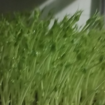 豌豆芽苗菜