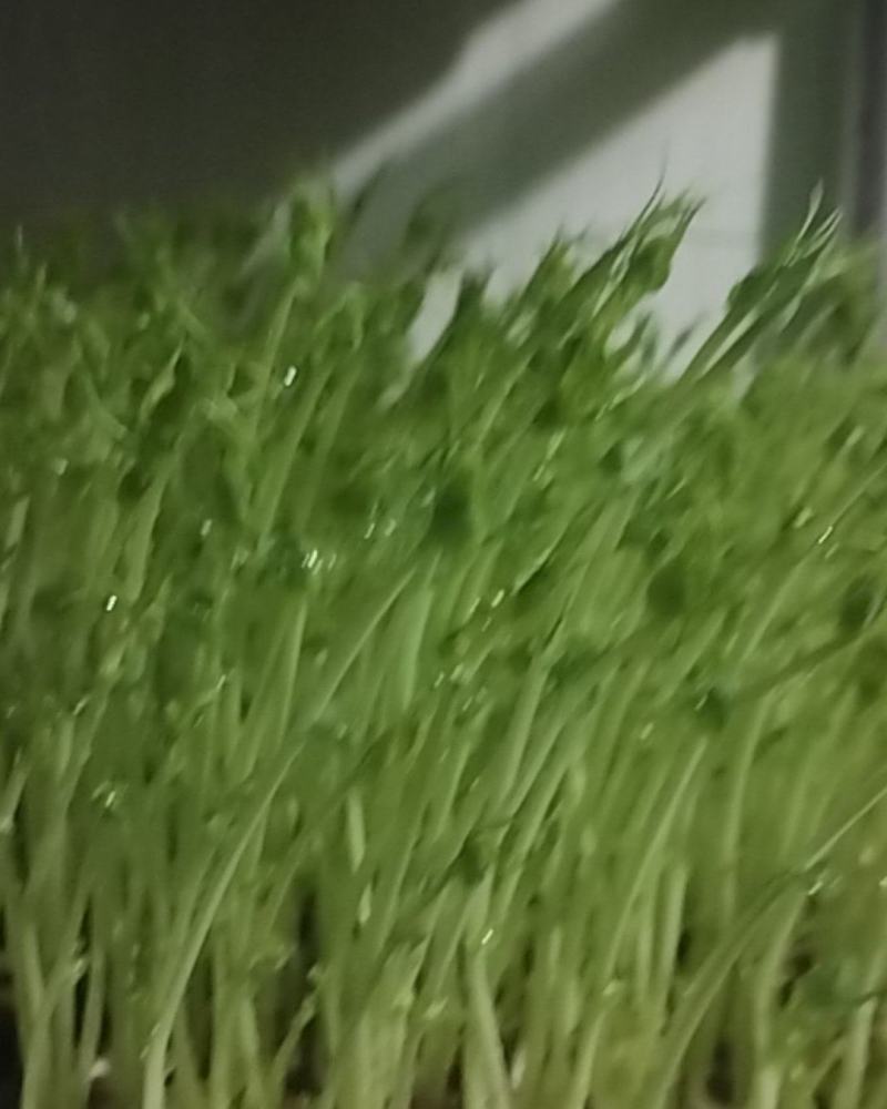 豌豆芽苗菜
