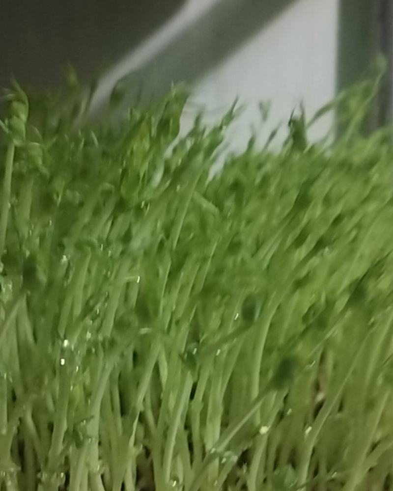 豌豆芽苗菜