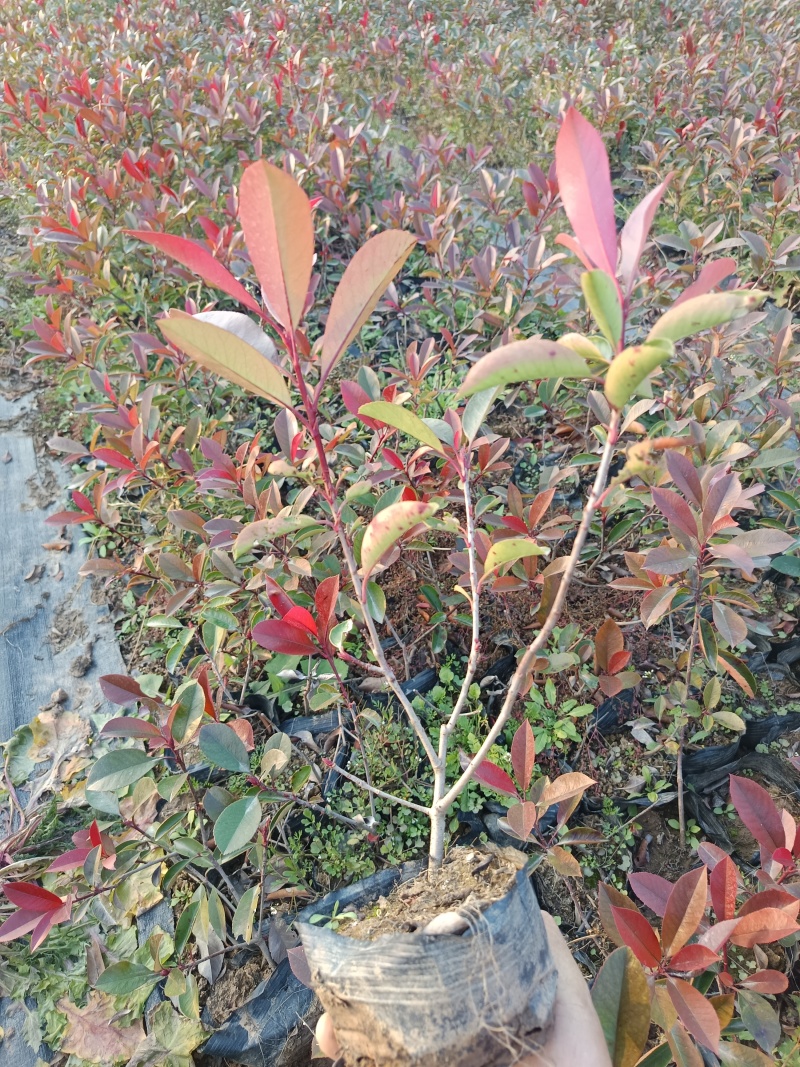 红叶石楠大杯苗，大量常年出售，欢迎采购