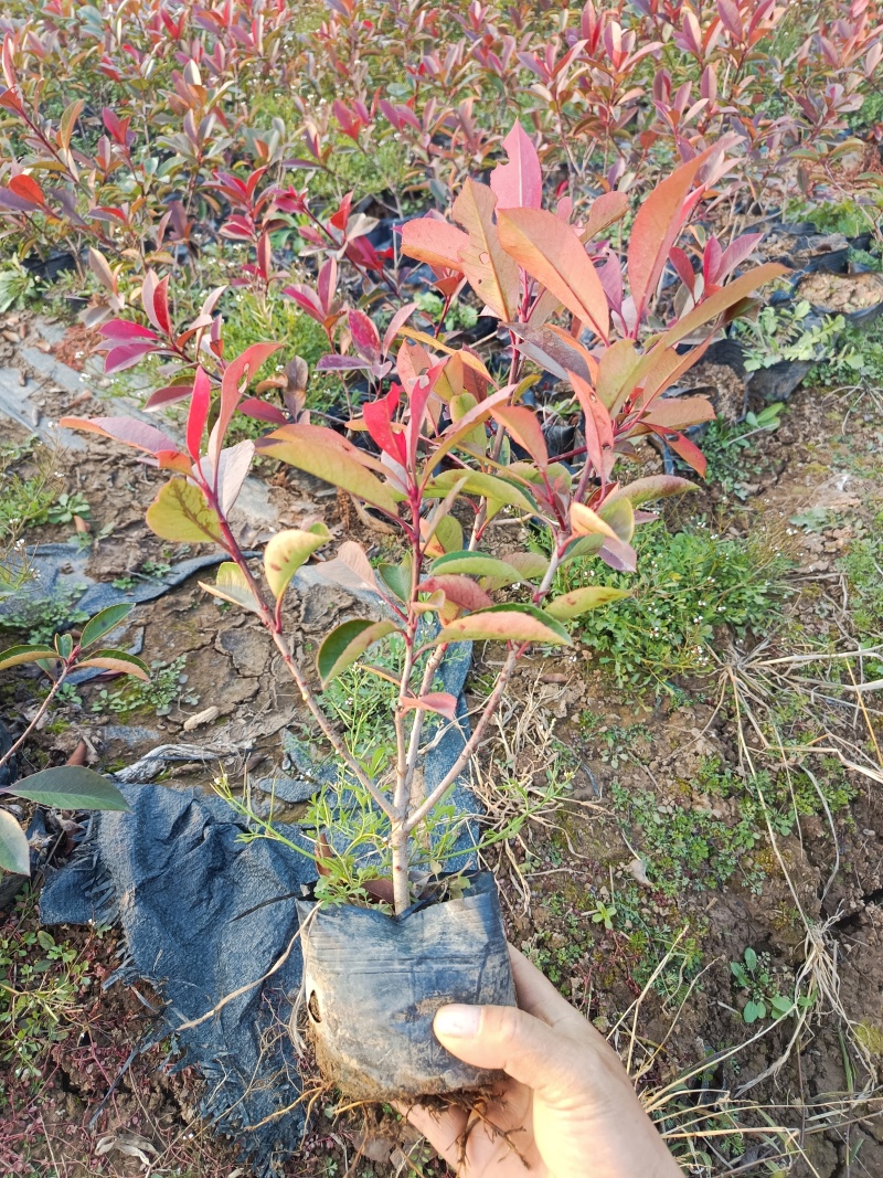 红叶石楠大杯苗，大量常年出售，欢迎采购