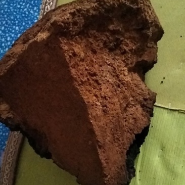 长白山桦树茸仅此一颗