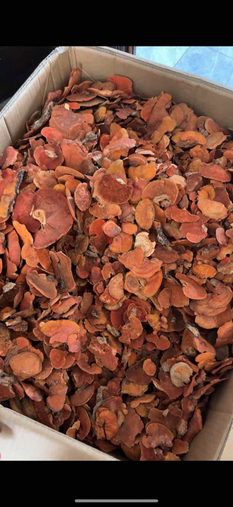 红栓菌红木菌牛樟芝干货一手货源批发量少不卖