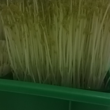 芽苗菜