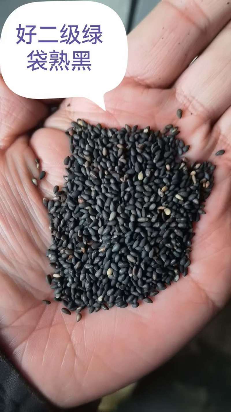 芝麻各种芝麻长年有货
