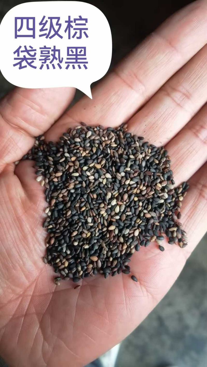 芝麻各种芝麻长年有货