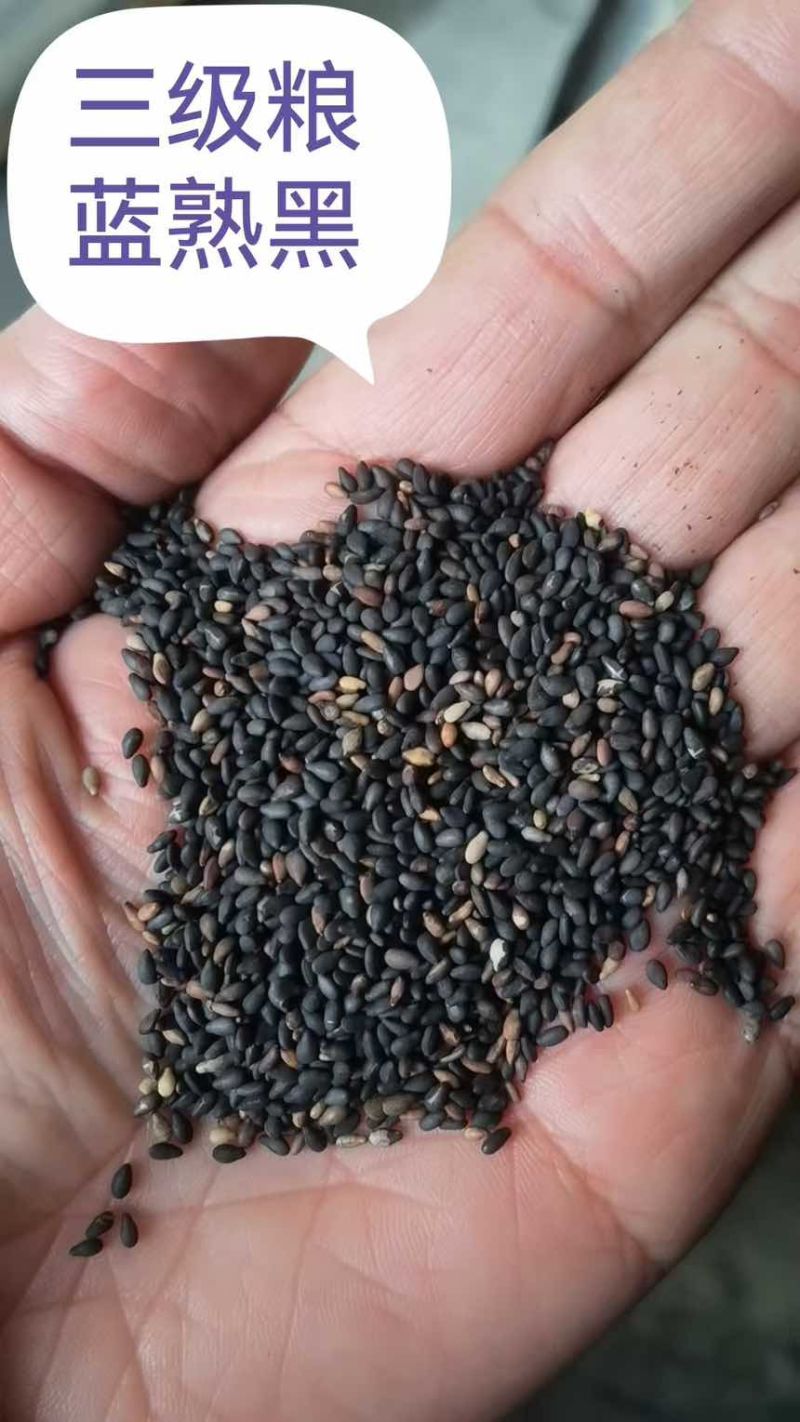 芝麻各种芝麻长年有货
