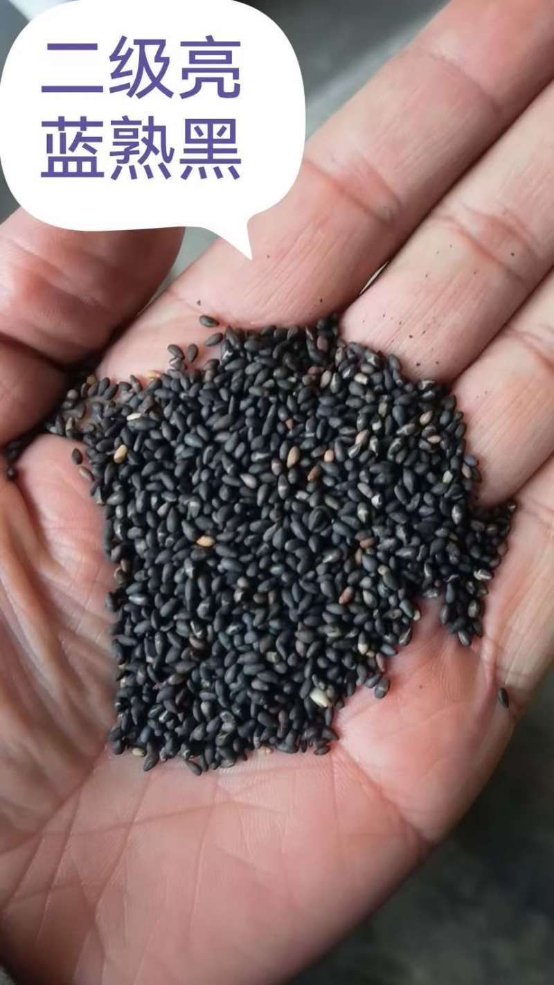 芝麻各种芝麻长年有货