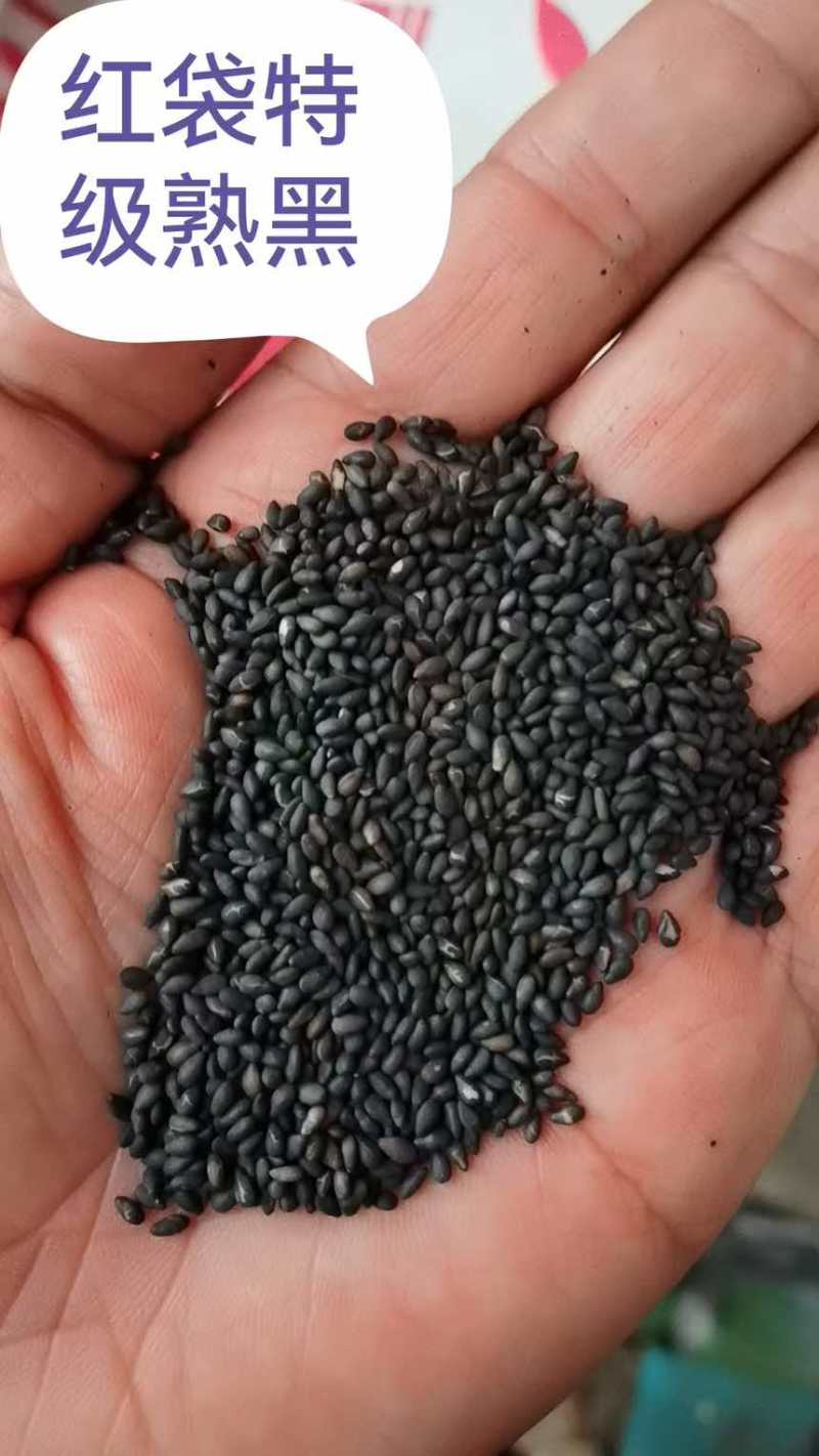 芝麻各种芝麻长年有货