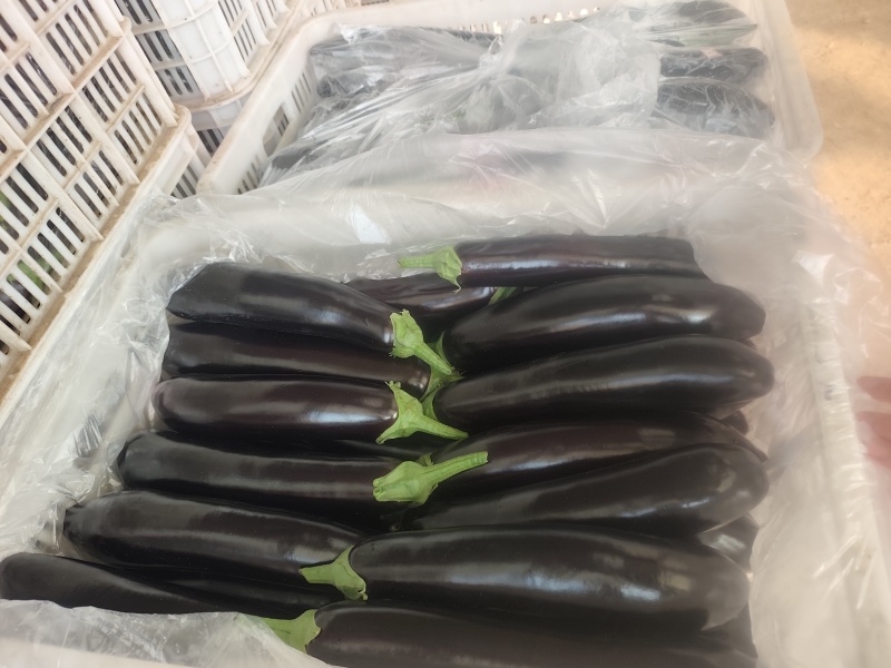 产地直销，茄子，布利塔长征3号。颜色黑亮。品质好