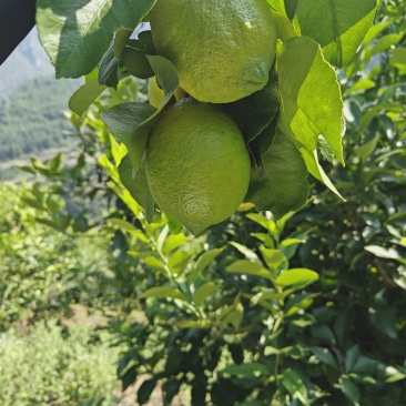 柠檬🍋