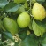柠檬🍋