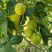 柠檬🍋