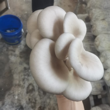 森约平菇，好山好水好平菇，纯正山泉水浇灌
