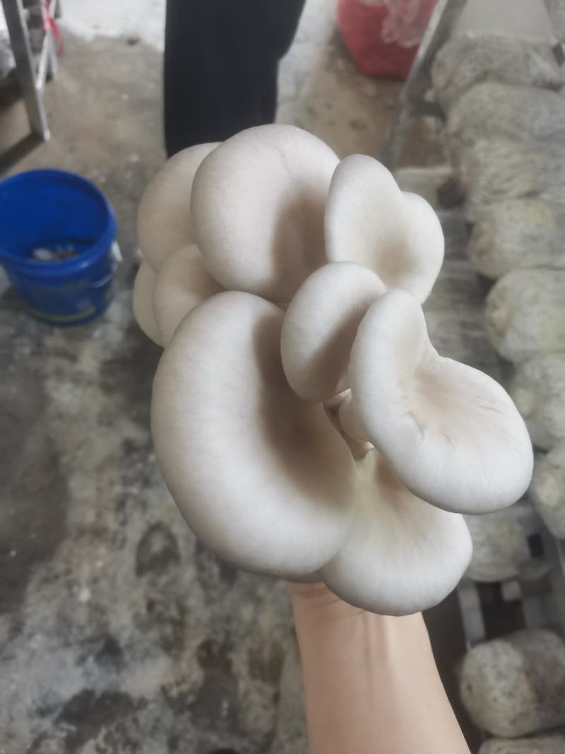 森约平菇，好山好水好平菇，纯正山泉水浇灌