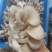 森约平菇，好山好水好平菇，纯正山泉水浇灌