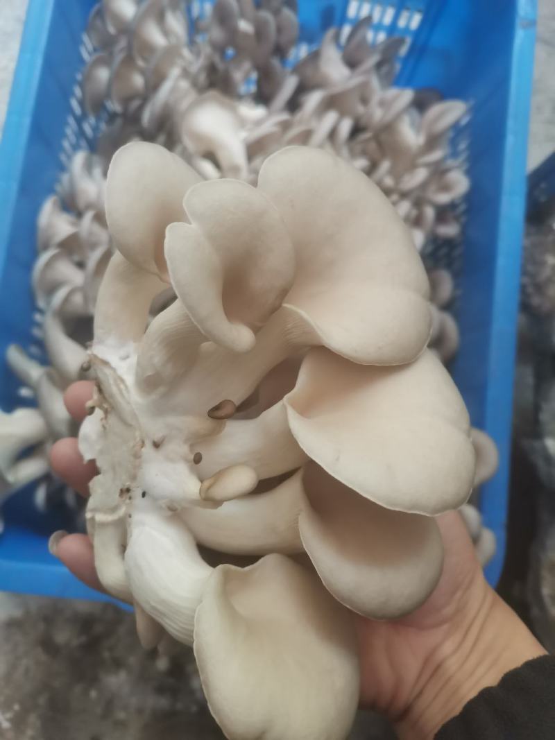 森约平菇，好山好水好平菇，纯正山泉水浇灌