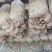 森约平菇，好山好水好平菇，纯正山泉水浇灌