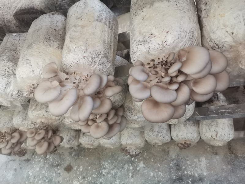 森约平菇，好山好水好平菇，纯正山泉水浇灌
