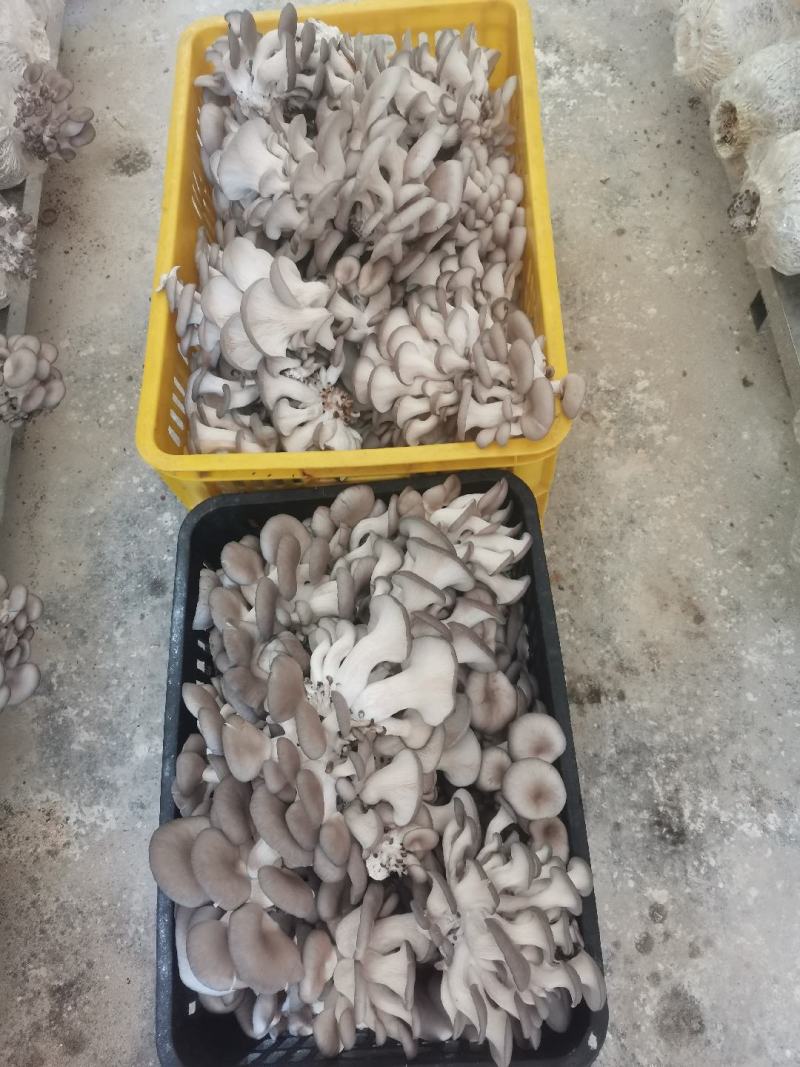 森约平菇，好山好水好平菇，纯正山泉水浇灌