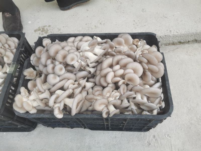 森约平菇，好山好水好平菇，纯正山泉水浇灌
