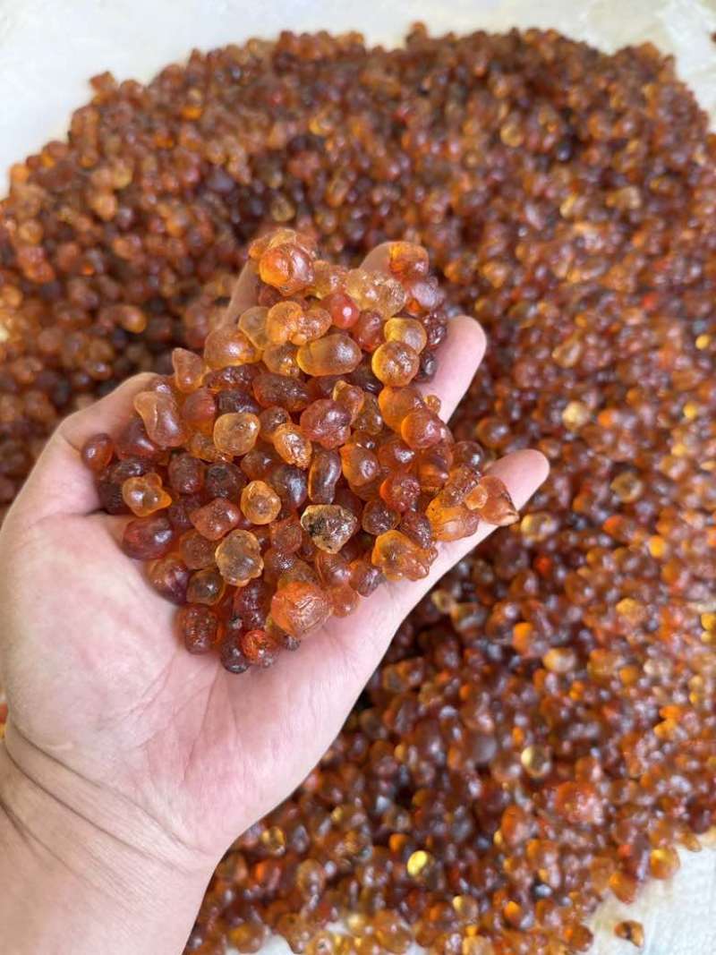 纯珍珠黄桃胶无硫精修1.2-1.5优质桃胶一手