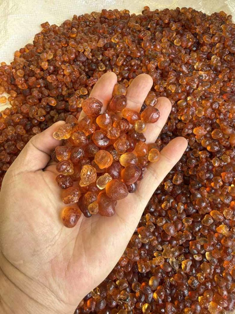 纯珍珠黄桃胶无硫精修1.2-1.5优质桃胶一手