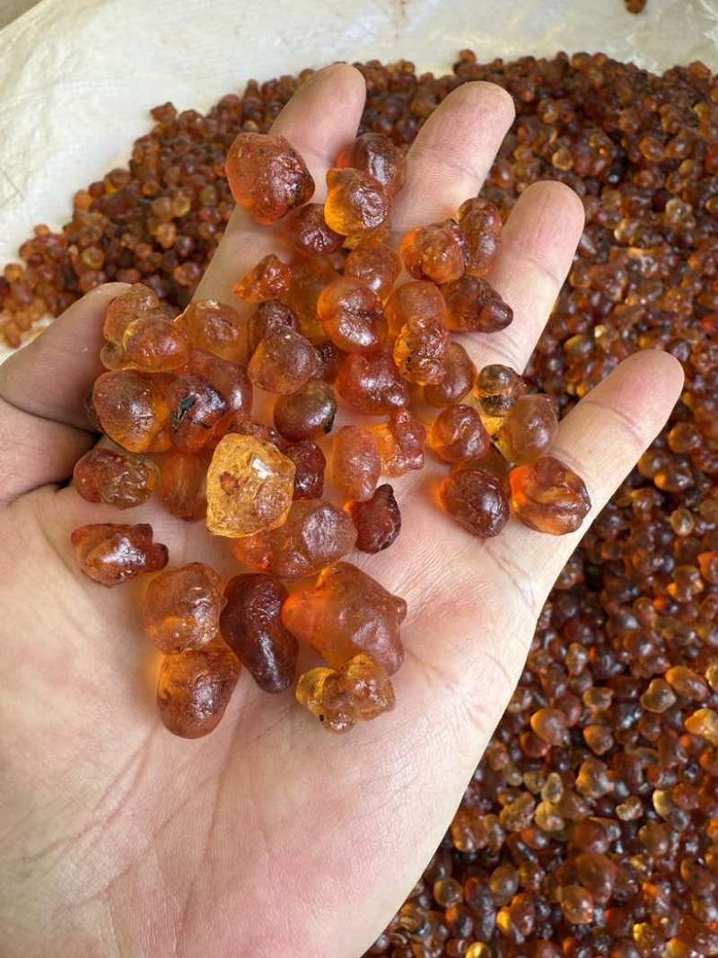 纯珍珠黄桃胶无硫精修1.2-1.5优质桃胶一手