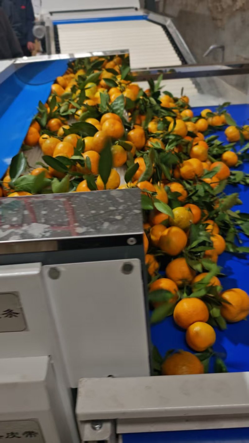 果实呈扁圆形，果皮光滑有光泽，颜色橙红鲜亮。果肉脆嫩画渣