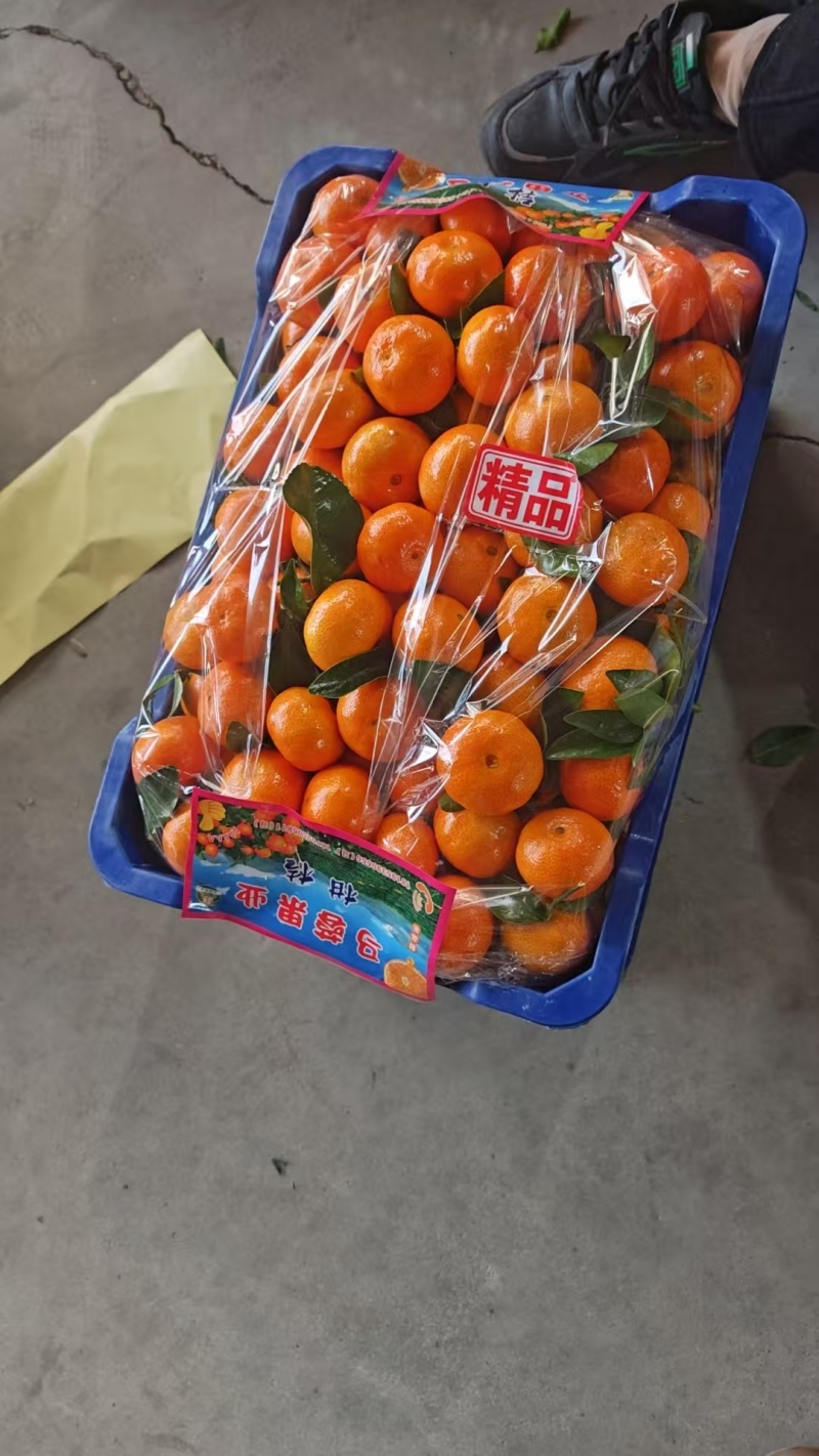 果实呈扁圆形，果皮光滑有光泽，颜色橙红鲜亮。果肉脆嫩画渣