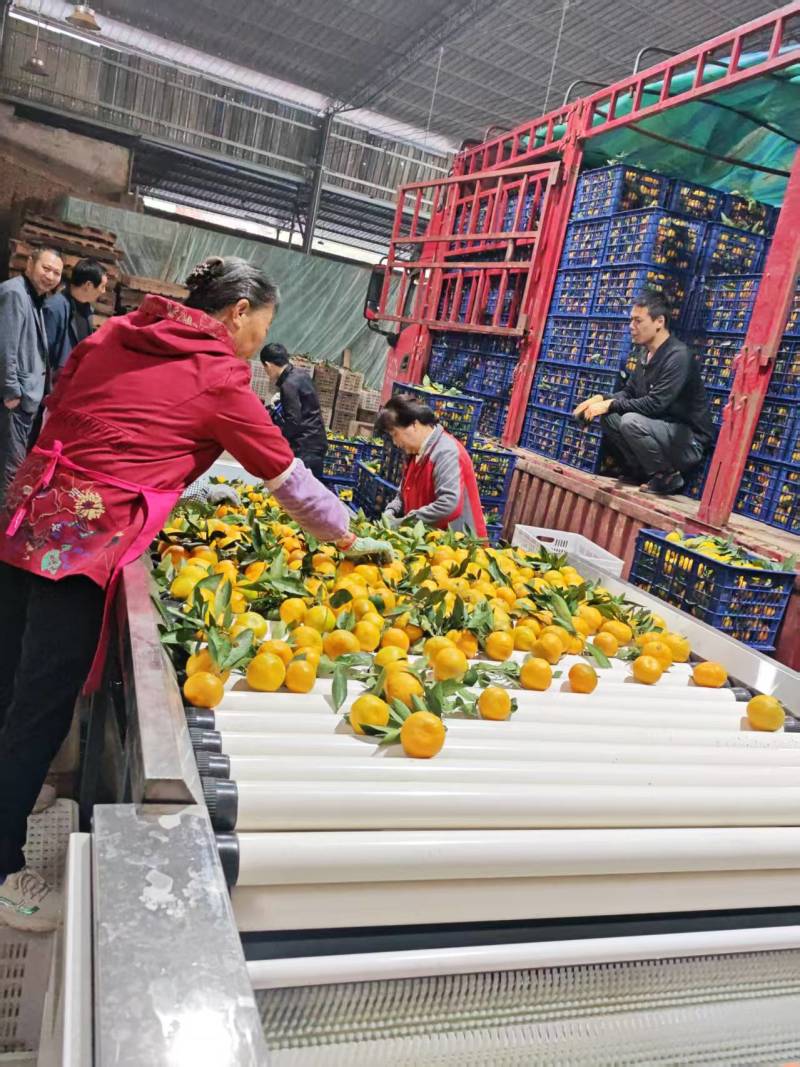 果实呈扁圆形，果皮光滑有光泽，颜色橙红鲜亮。果肉脆嫩画渣