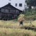 高山罗汉果，吊瓜子