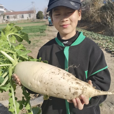 如皋白萝卜，露天生长，水分足