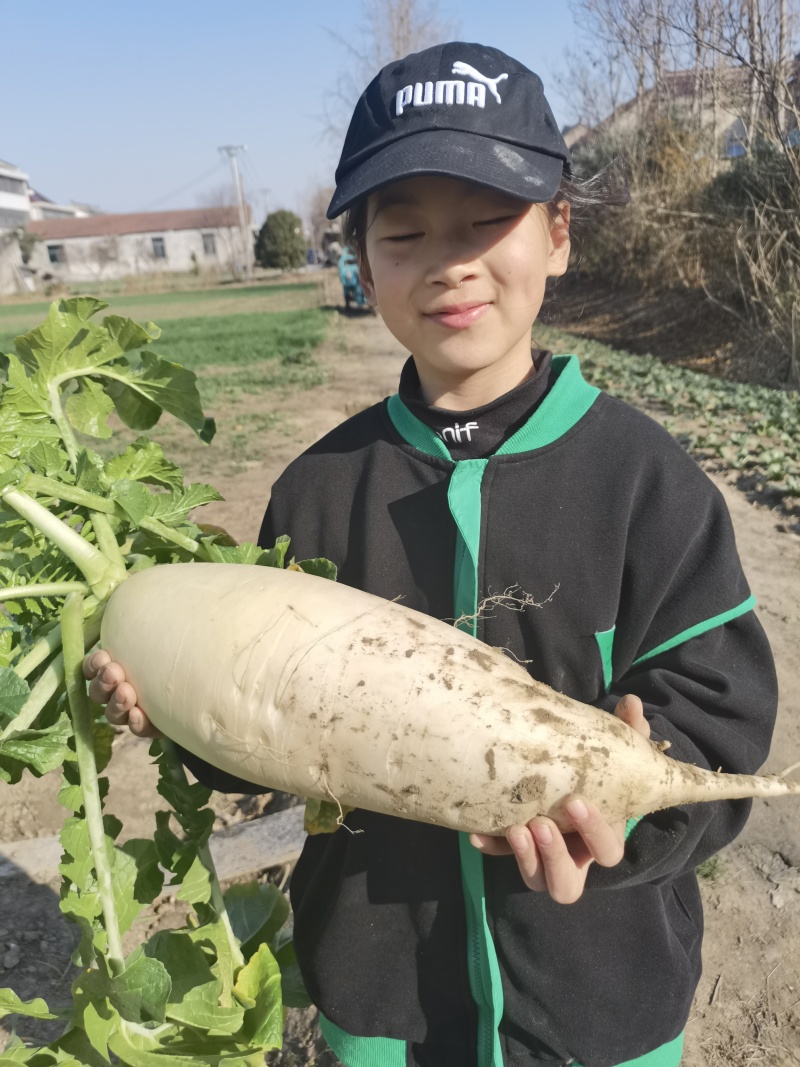 如皋白萝卜，露天生长，水分足