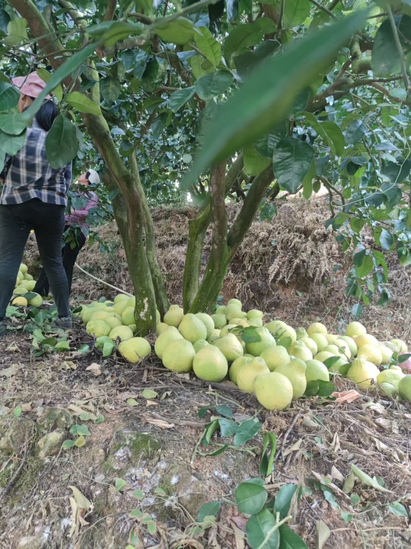 梅州沙田柚