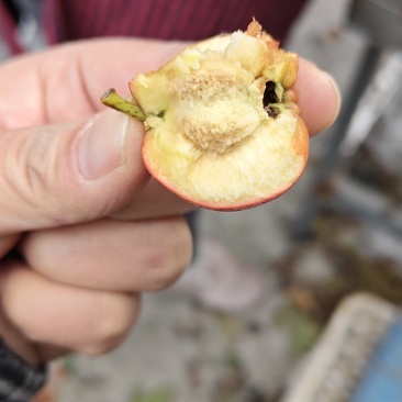 大棉球山楂