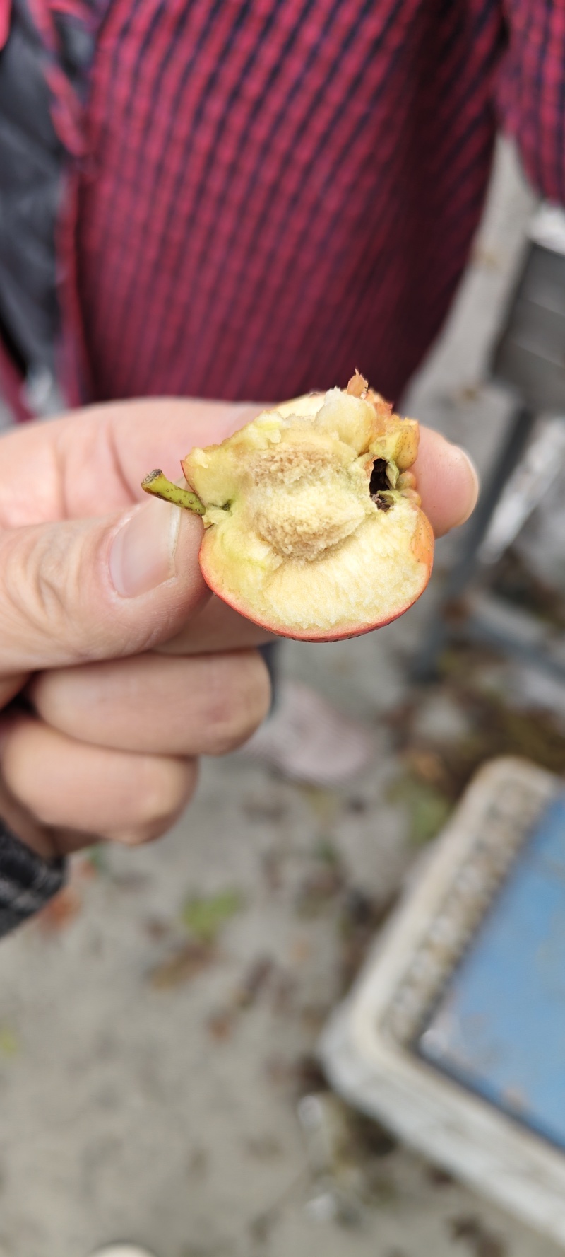 大棉球山楂