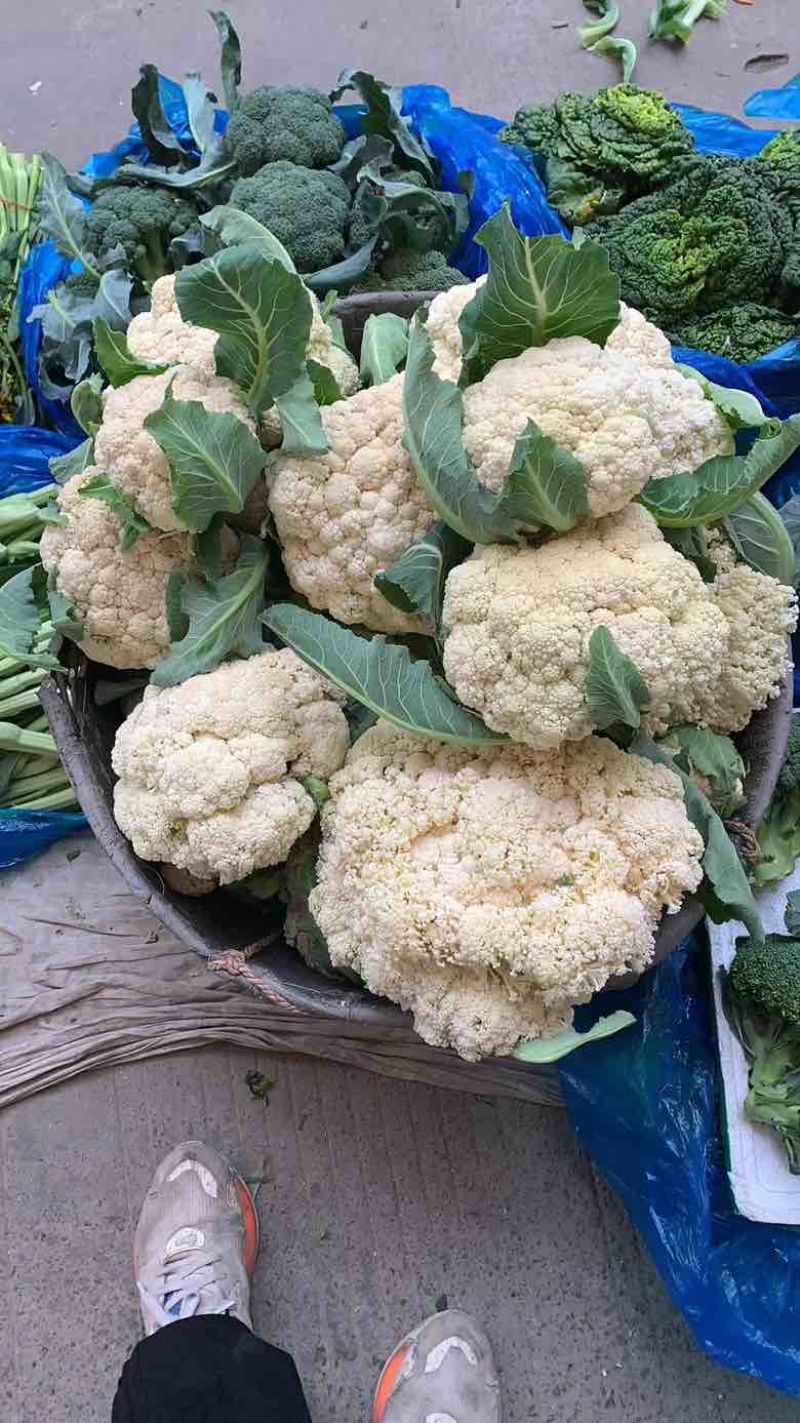 有机花菜大量上市