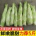 棒菜薄皮大棒棒菜新鲜蔬菜