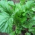 棒菜薄皮大棒棒菜新鲜蔬菜